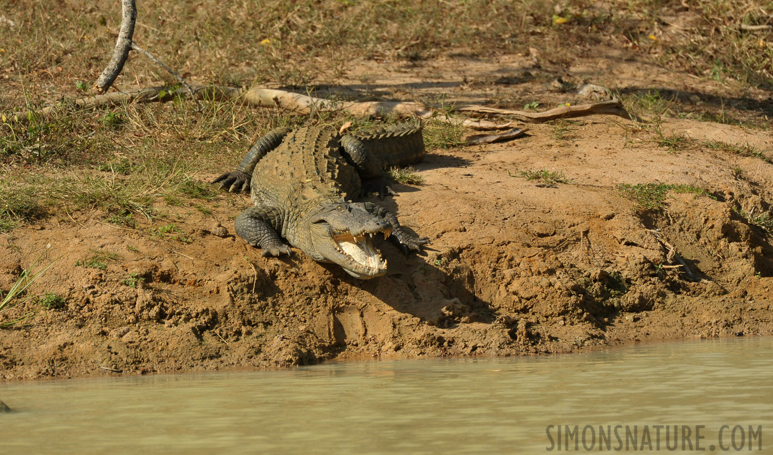 Crocodylus palustris [550 mm, 1/5000 sec at f / 8.0, ISO 2500]